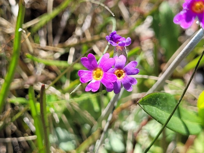 Birdeye Primrose photo 3