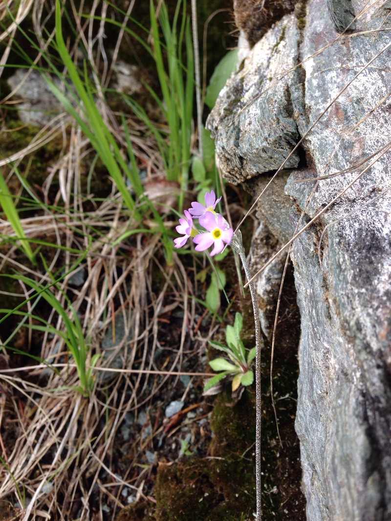 Birdeye Primrose photo 6