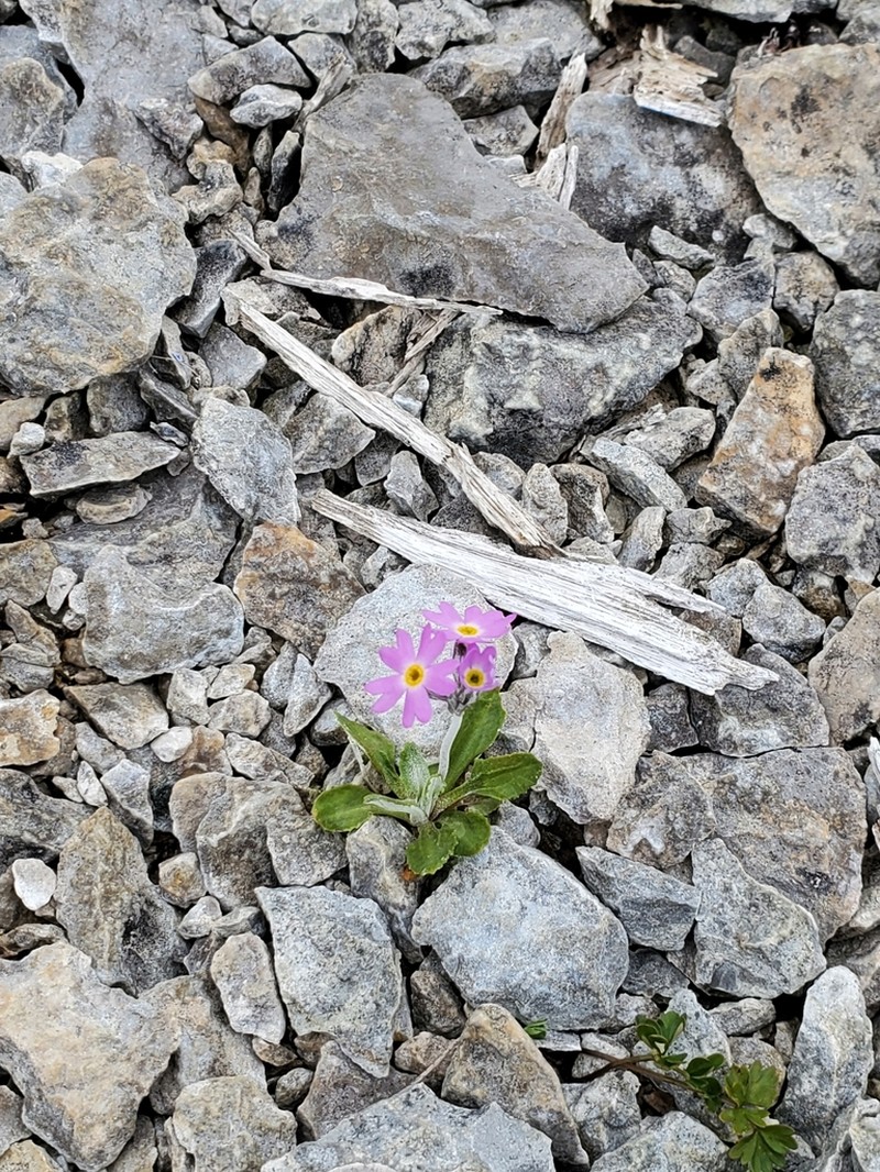 Birdeye Primrose photo 7