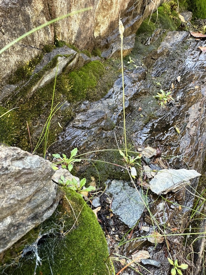 Birdeye Primrose photo 8