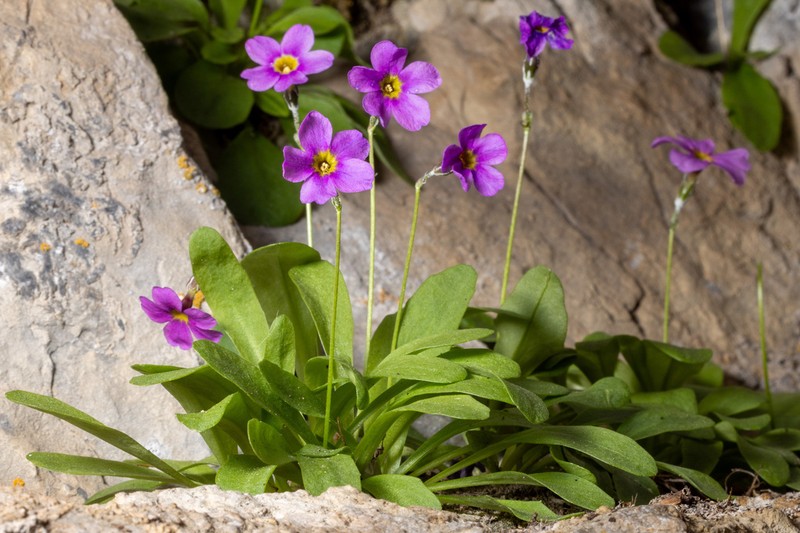 Primula maguirei