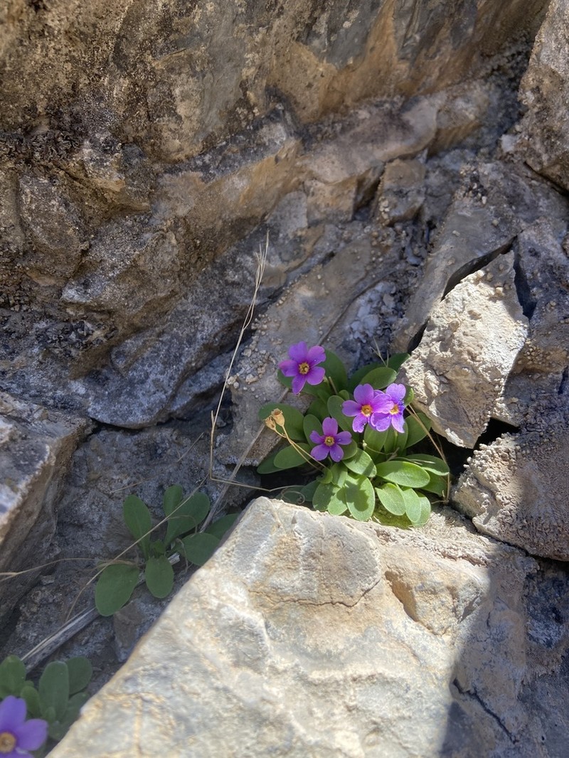 Primula maguirei photo 2