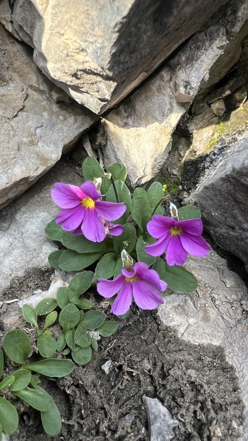 Primula maguirei photo 3