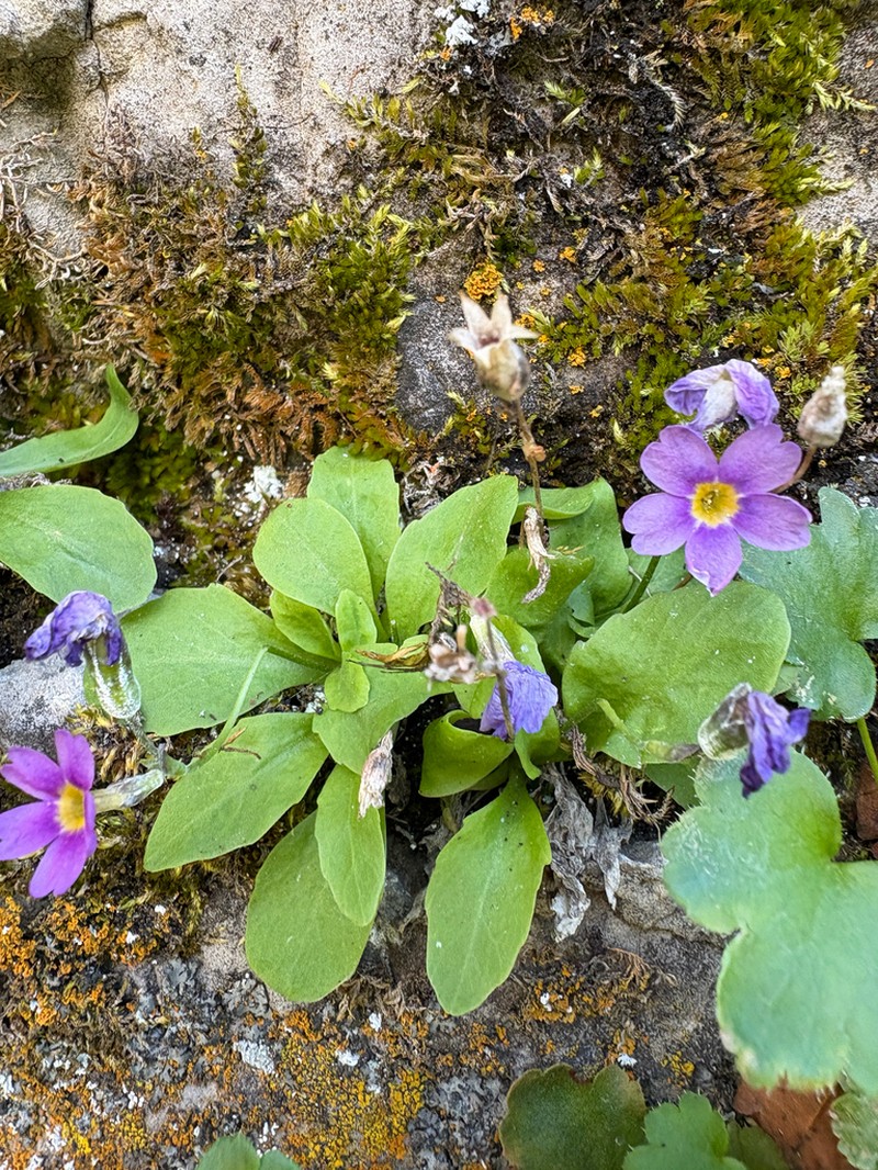 Primula maguirei photo 4