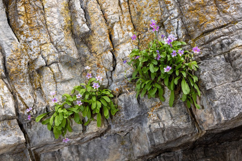 Primula maguirei photo 7