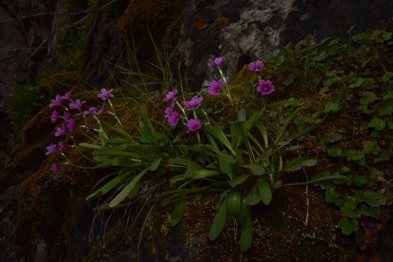 Primula maguirei photo 8