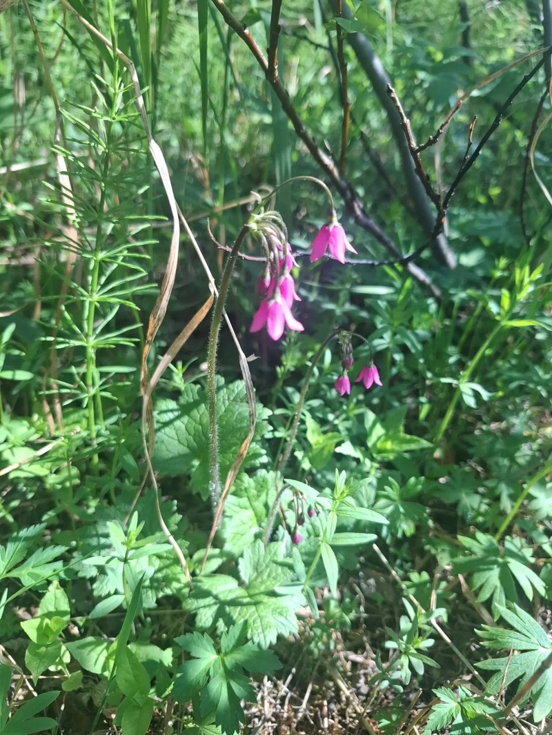 Primula matthioli subsp. altaica