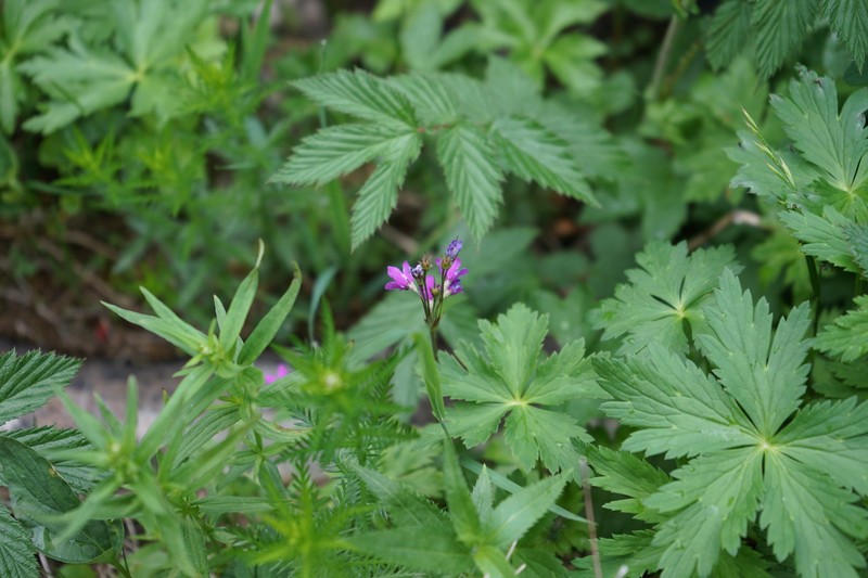 Primula matthioli subsp. altaica photo 2