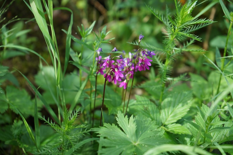 Primula matthioli subsp. altaica photo 3