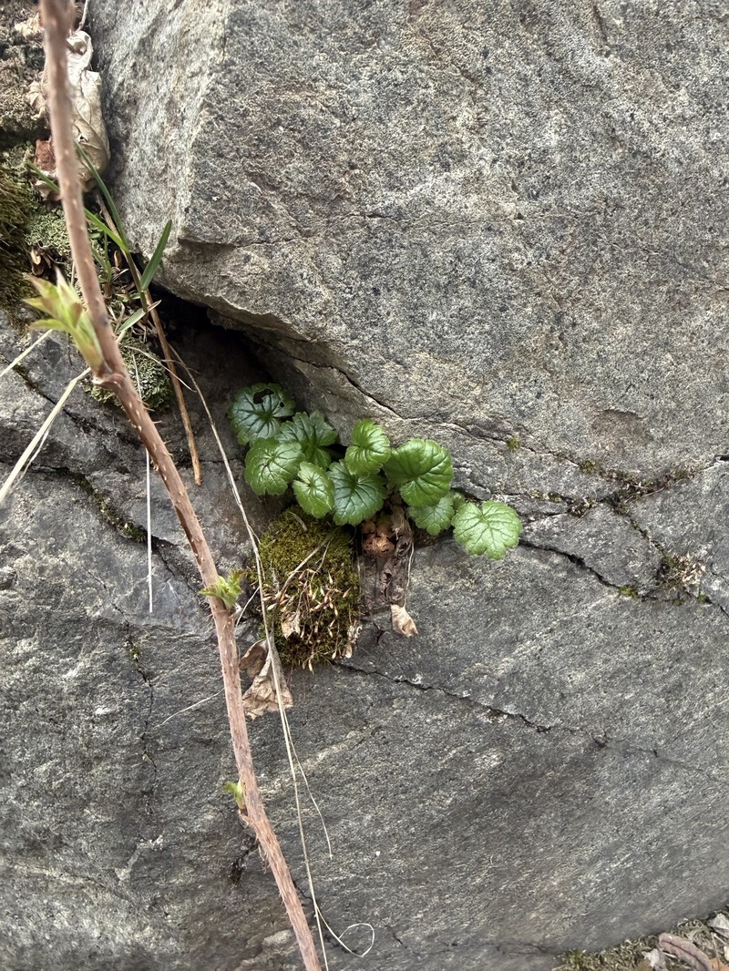 Primula matthioli subsp. brotheri