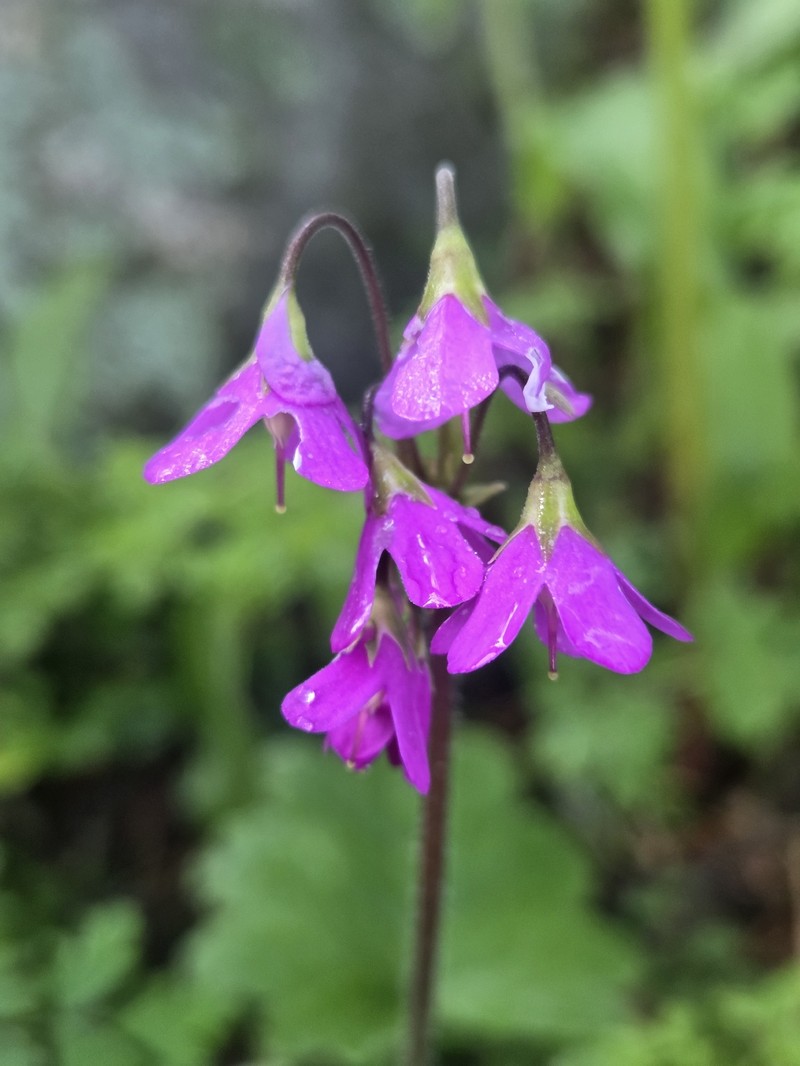 Primula matthioli subsp. brotheri photo 2