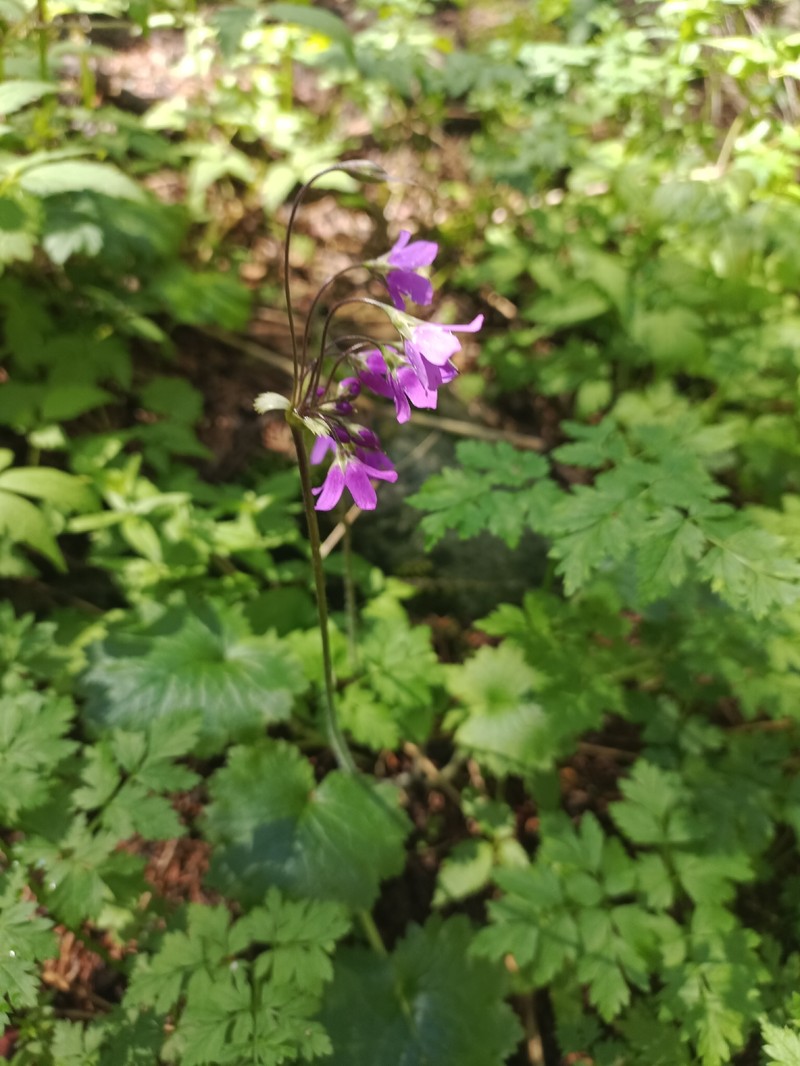 Primula matthioli subsp. brotheri photo 3