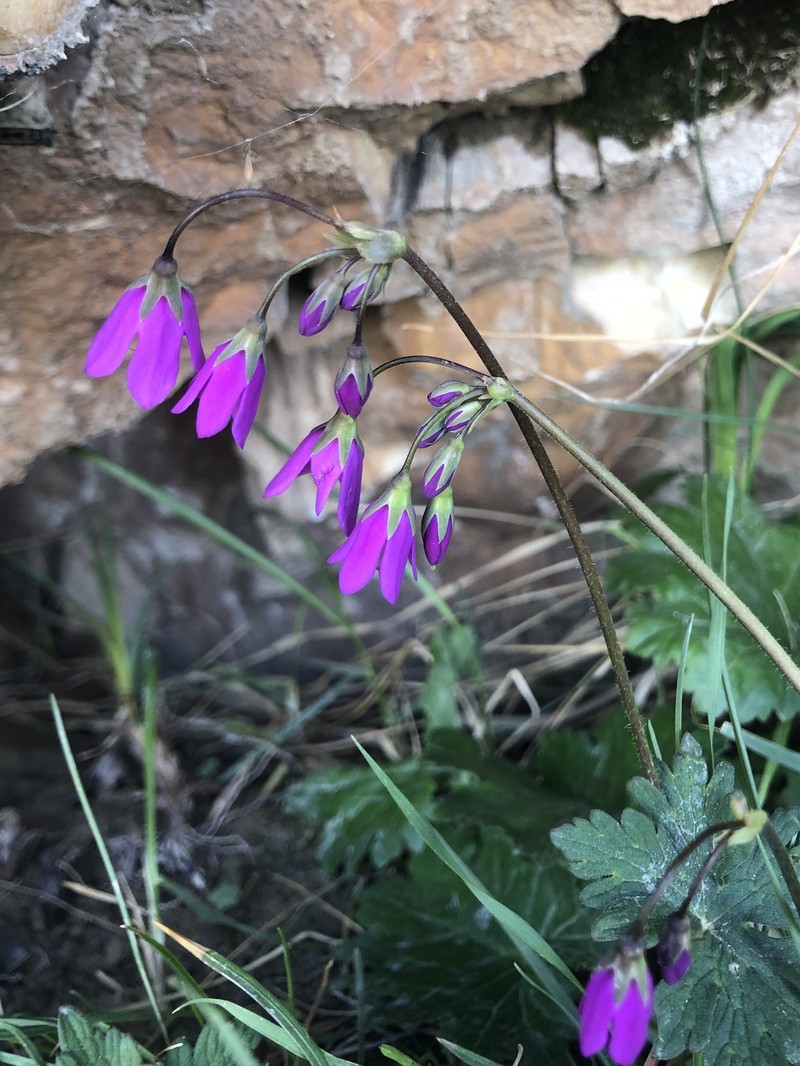 Primula matthioli subsp. brotheri photo 4