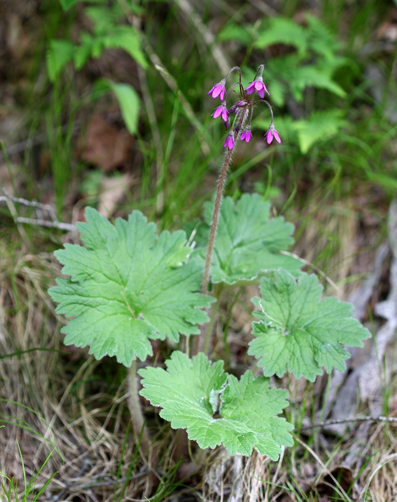 Primula matthioli subsp. discolor