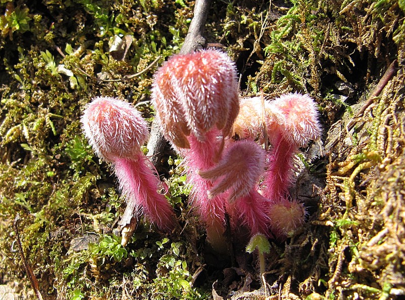Primula matthioli subsp. discolor photo 2