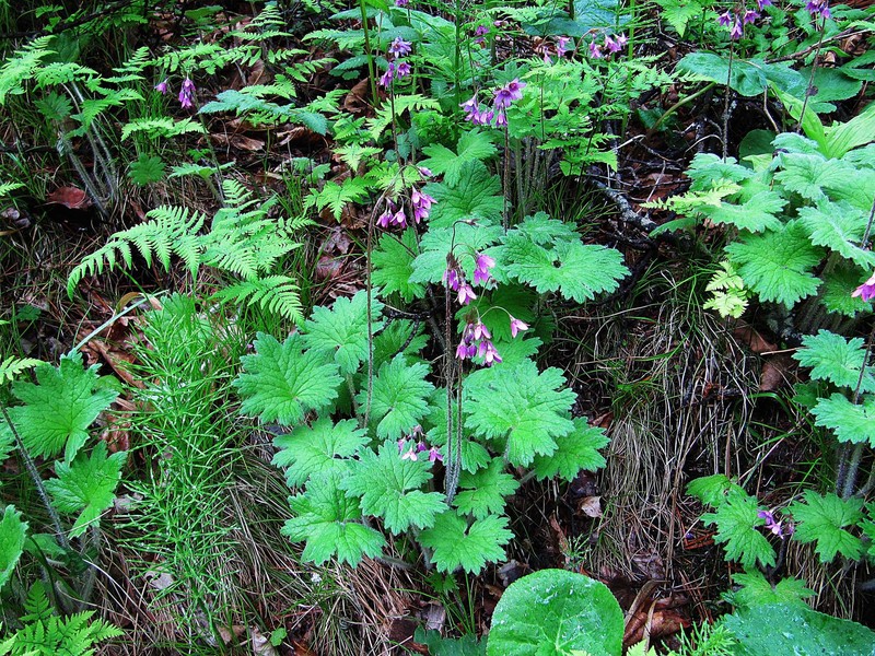 Primula matthioli subsp. discolor photo 3
