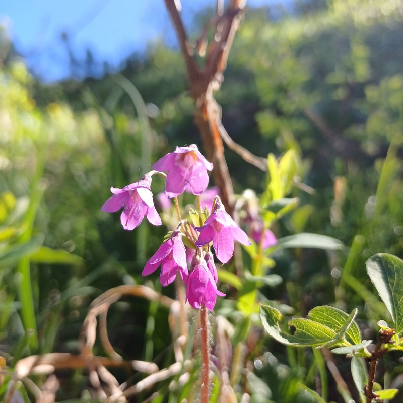 Primula matthioli subsp. matthioli