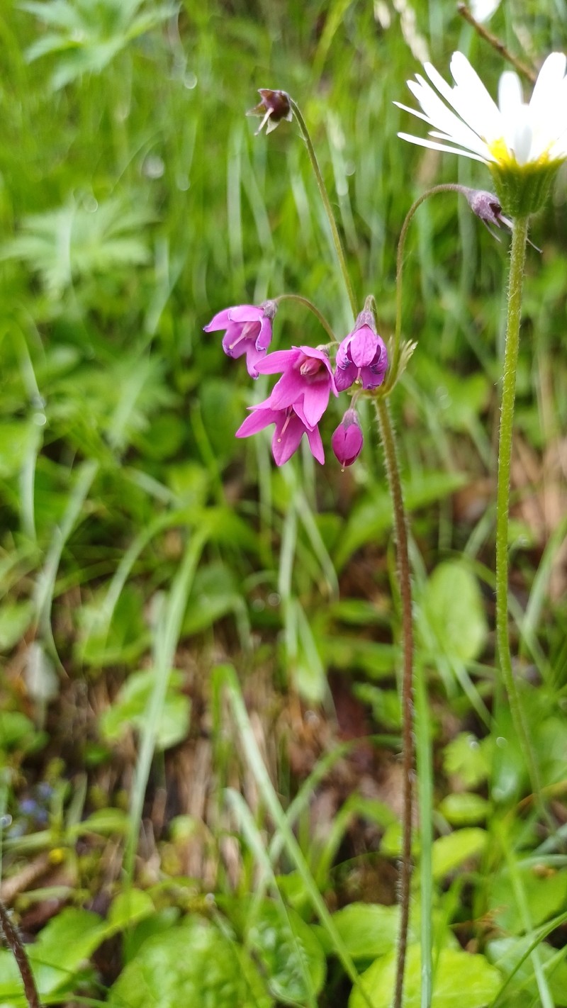 Primula matthioli subsp. matthioli photo 4