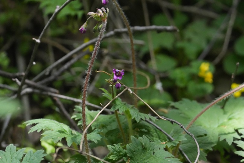 Primula matthioli subsp. pekinensis