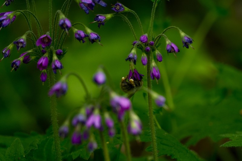 Primula matthioli subsp. pekinensis photo 2