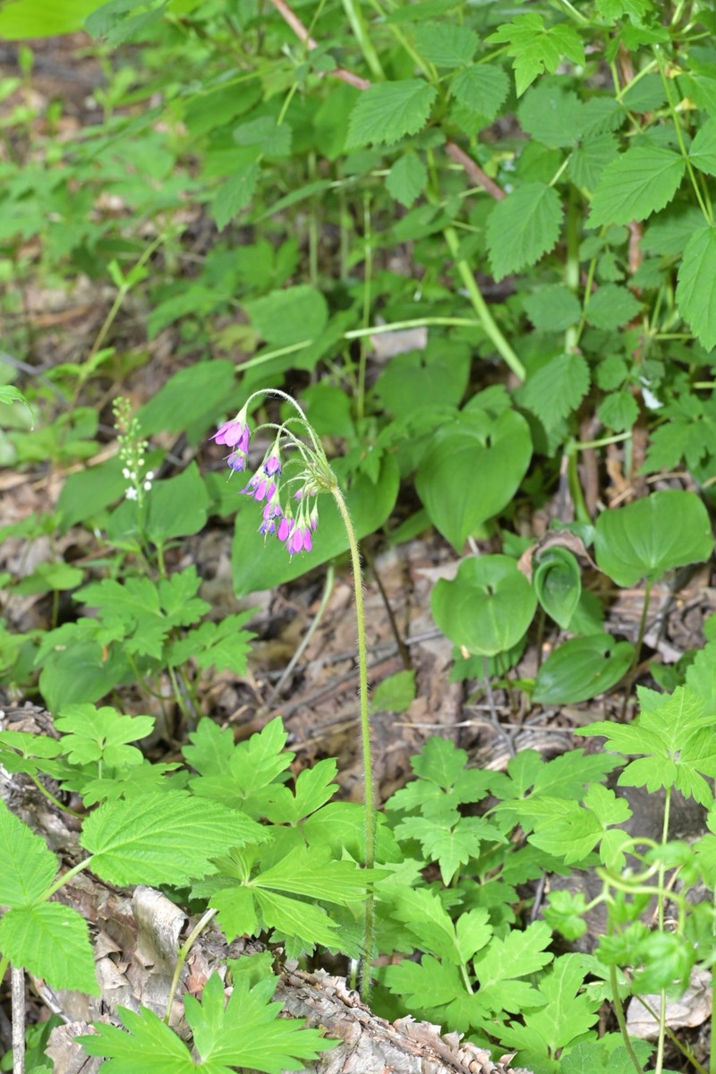 Primula matthioli subsp. pekinensis photo 3