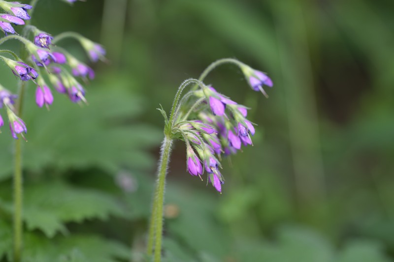 Primula matthioli subsp. pekinensis photo 4