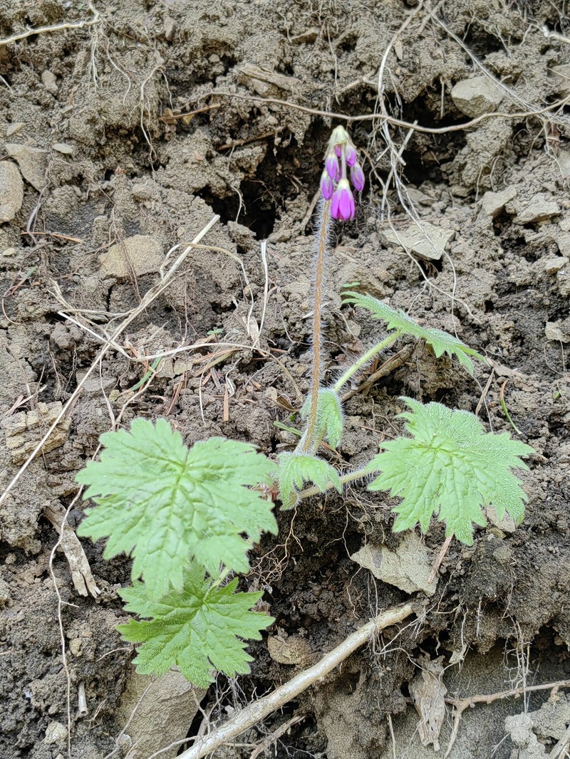 Primula matthioli subsp. sachalinensis photo 2
