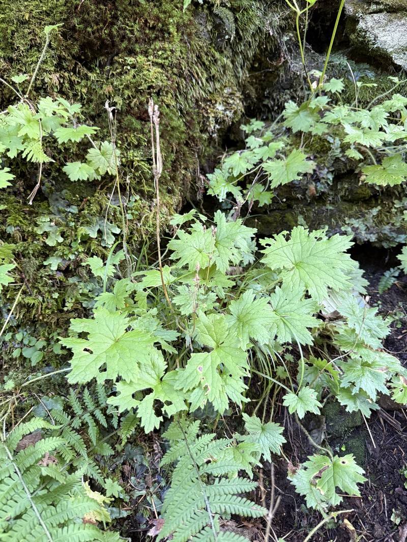 Primula matthioli subsp. sachalinensis photo 3