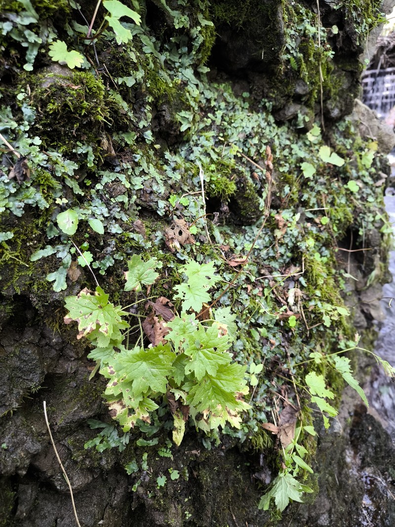 Primula matthioli subsp. sachalinensis photo 4