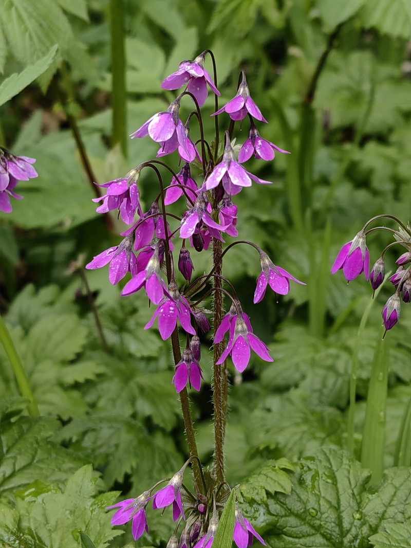 Primula matthioli subsp. sachalinensis photo 5