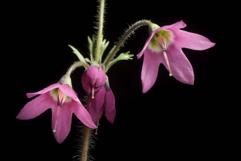 Primula matthioli subsp. sachalinensis