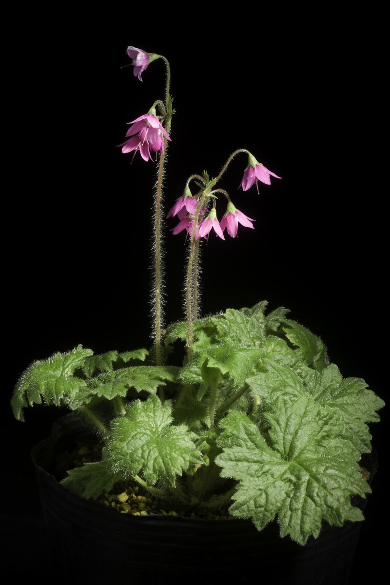 Primula matthioli subsp. sachalinensis photo 6