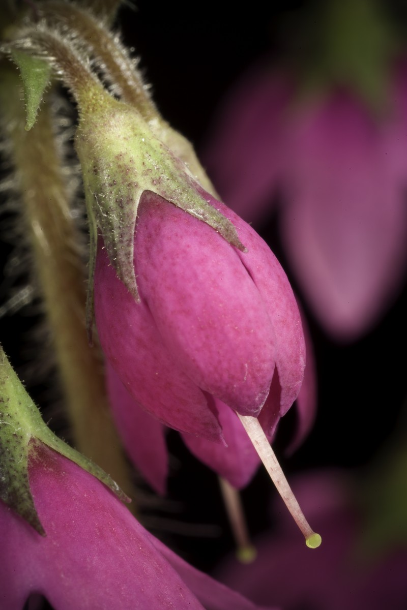Primula matthioli subsp. sachalinensis photo 8