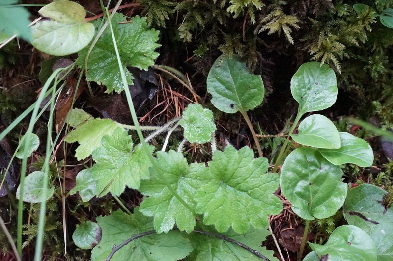 Primula matthioli subsp. sibirica