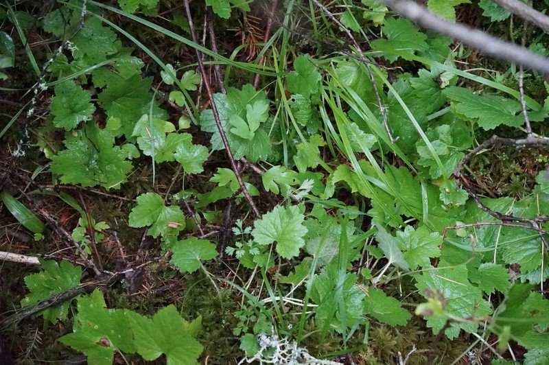 Primula matthioli subsp. sibirica photo 2