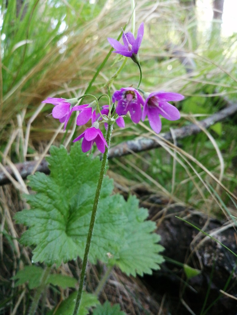 Primula matthioli subsp. sibirica photo 3