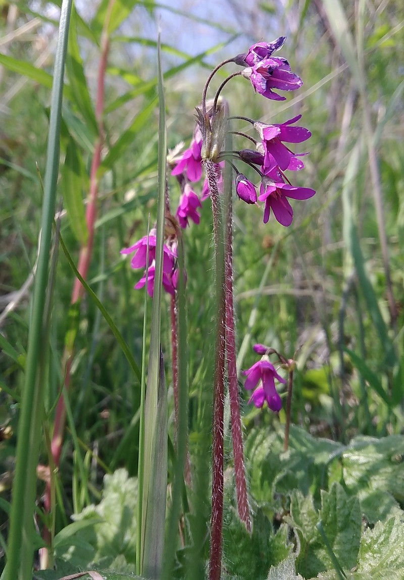 Primula matthioli subsp. sibirica photo 4