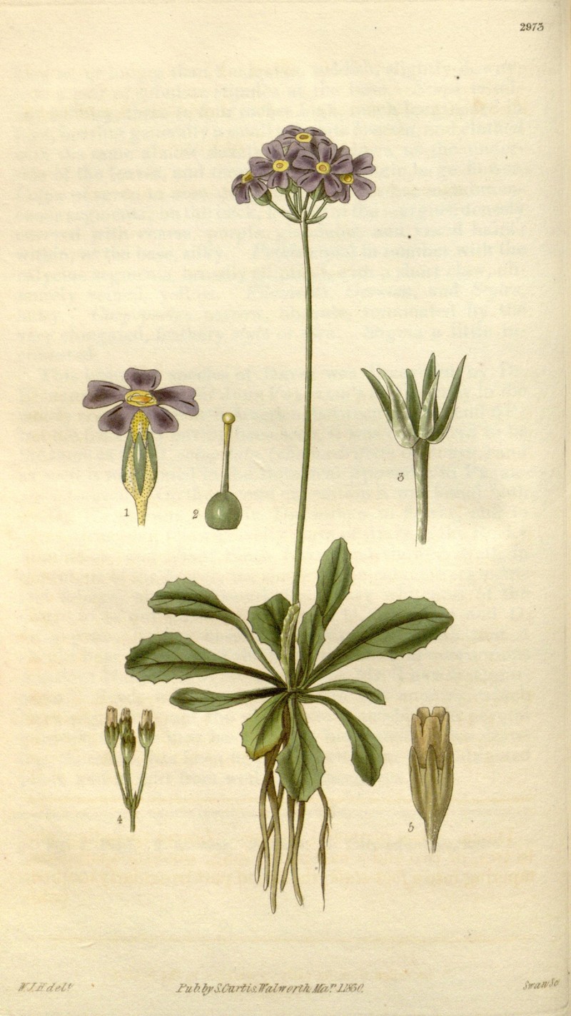 Mistassini Primrose photo 4