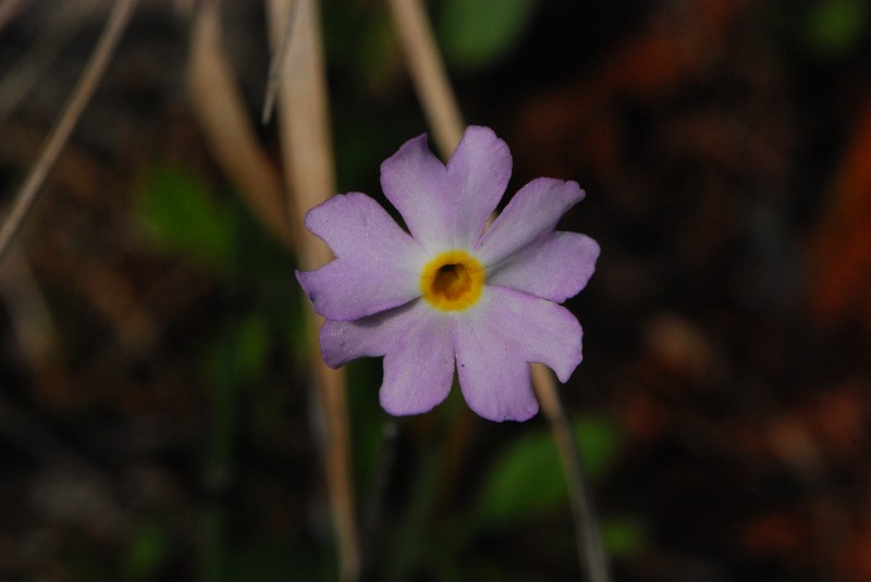 Mistassini Primrose