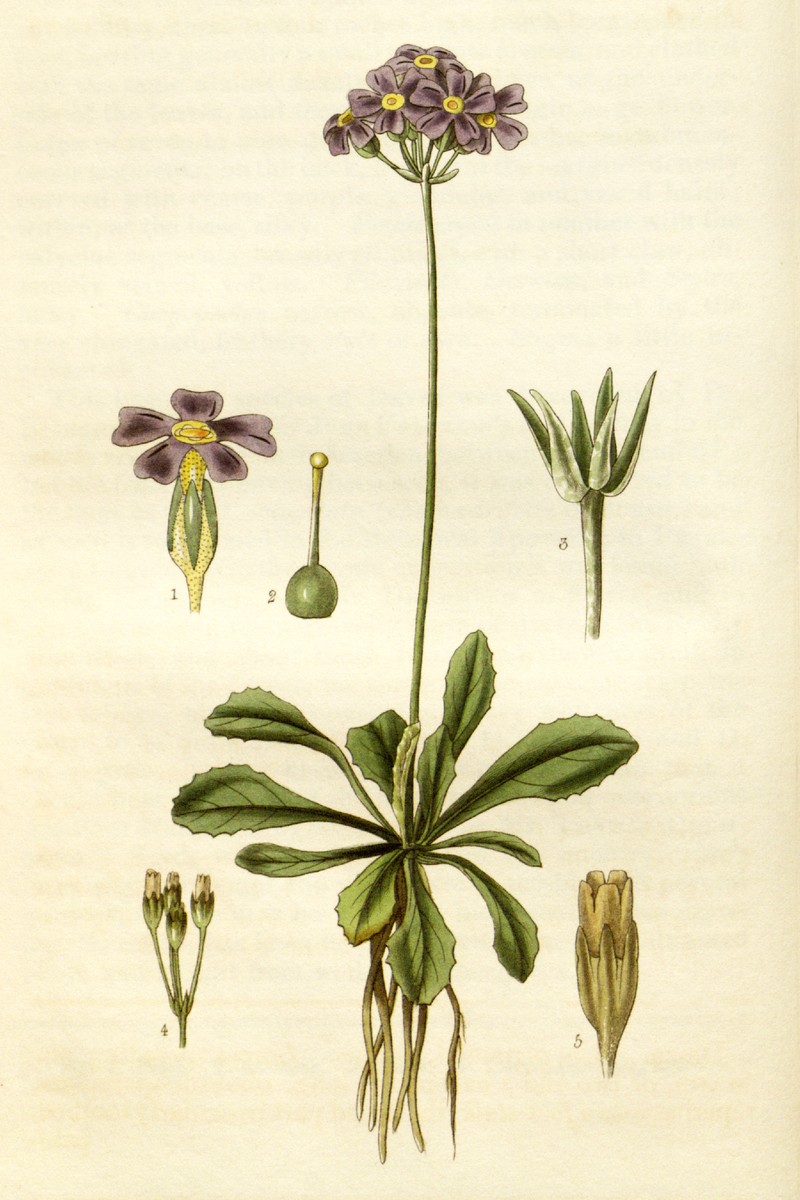Mistassini Primrose photo 2