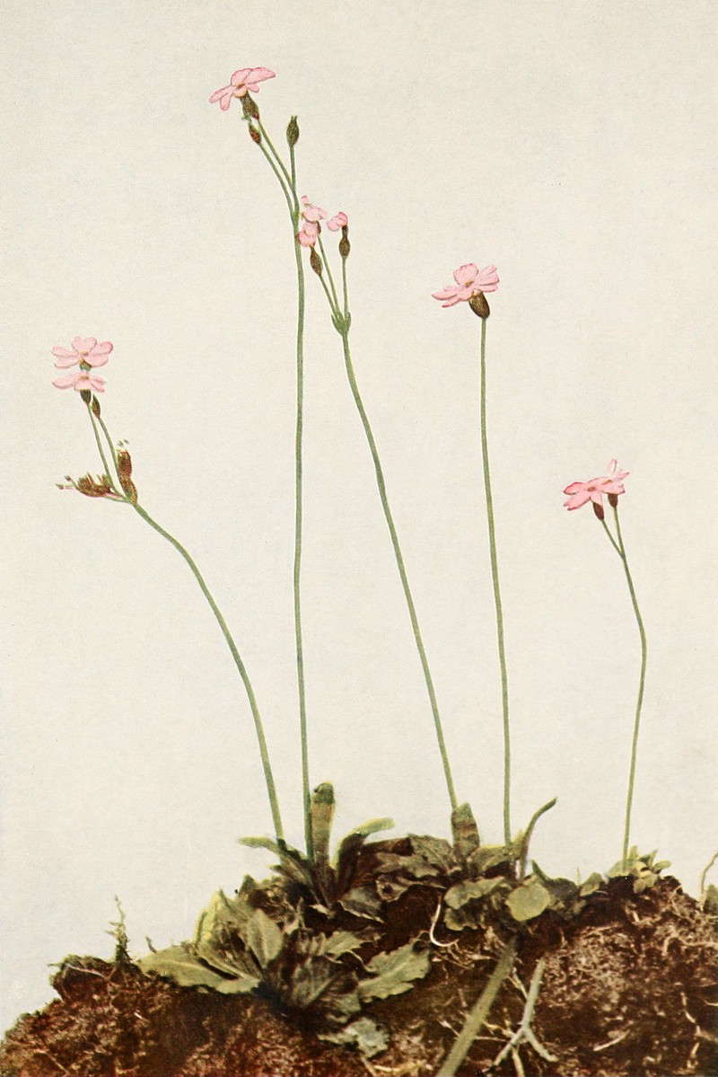 Mistassini Primrose photo 3