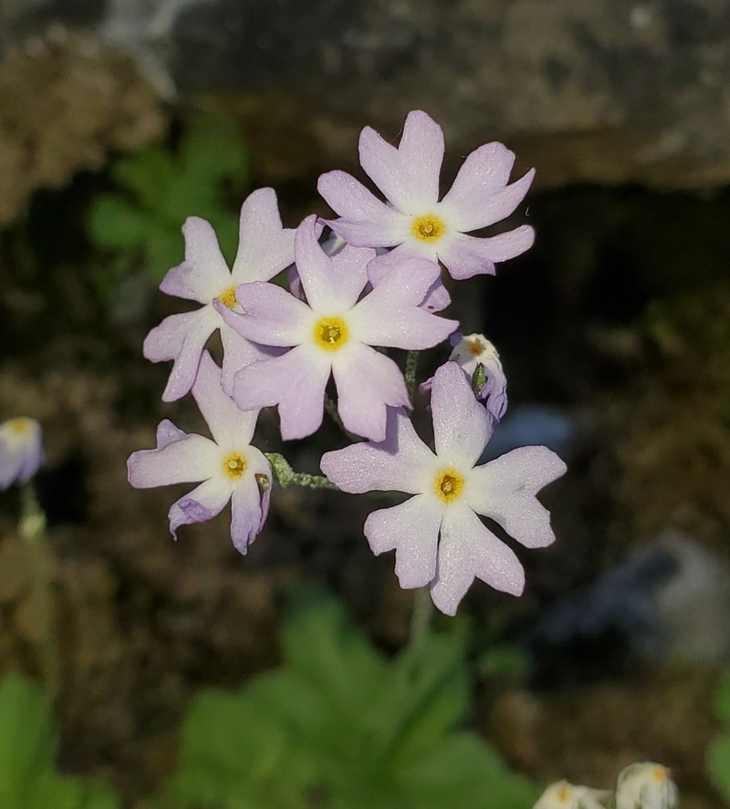 Mistassini Primrose photo 3