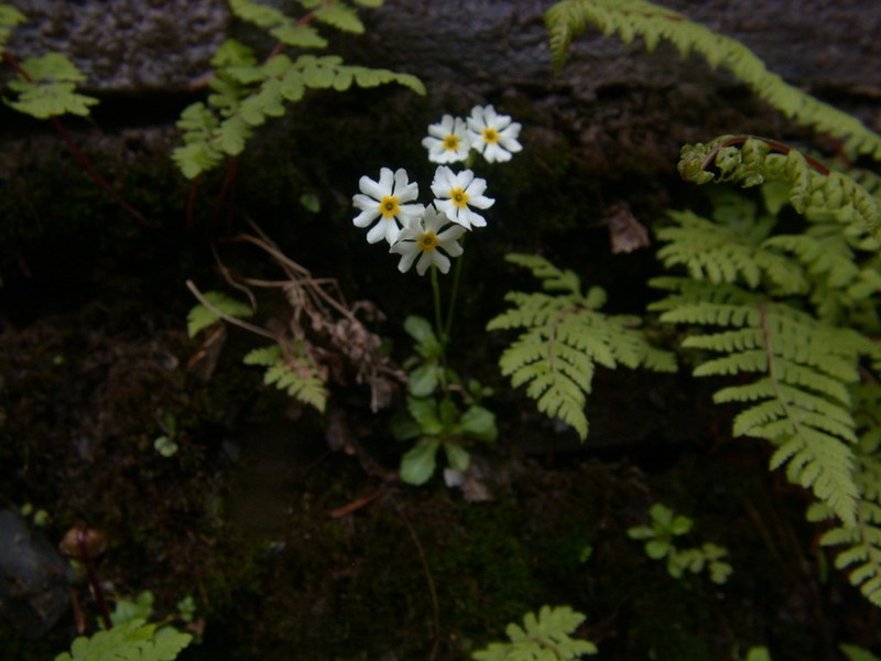 Mistassini Primrose photo 4