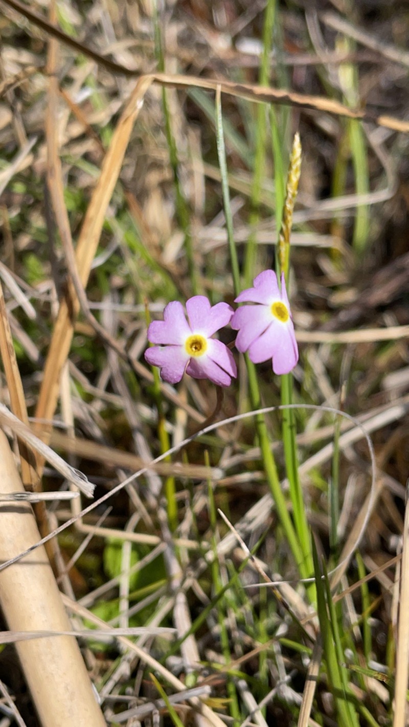 Mistassini Primrose photo 5