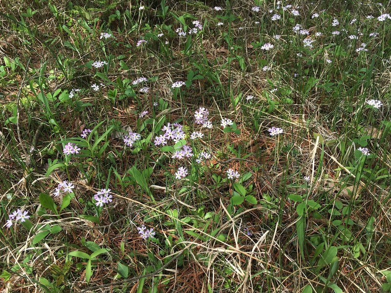 Mistassini Primrose photo 6
