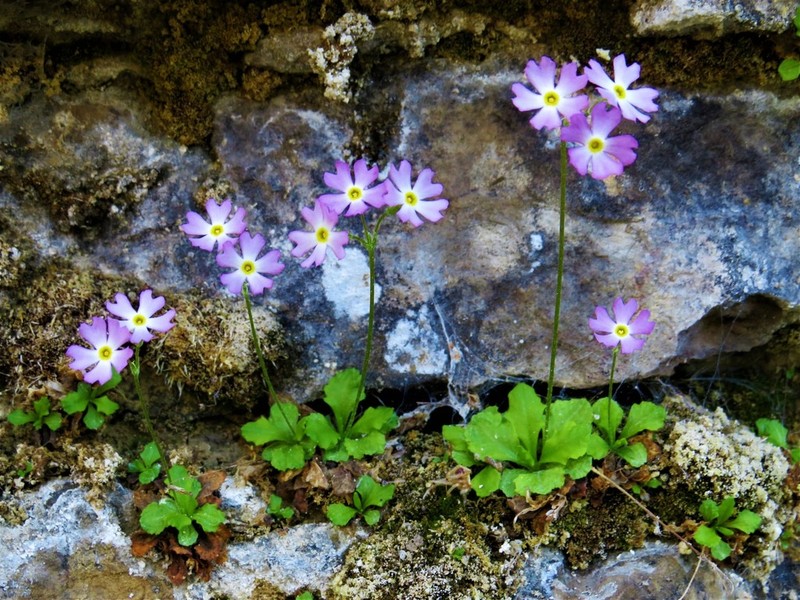 Mistassini Primrose photo 7