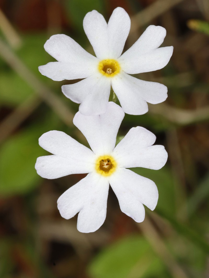 Mistassini Primrose photo 8