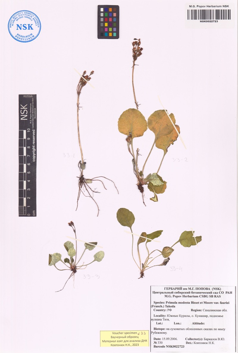 Primula modesta var. fauriei photo 2