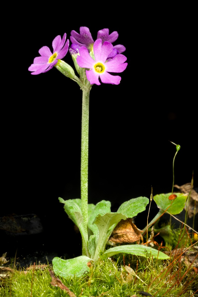 Primula modesta var. fauriei