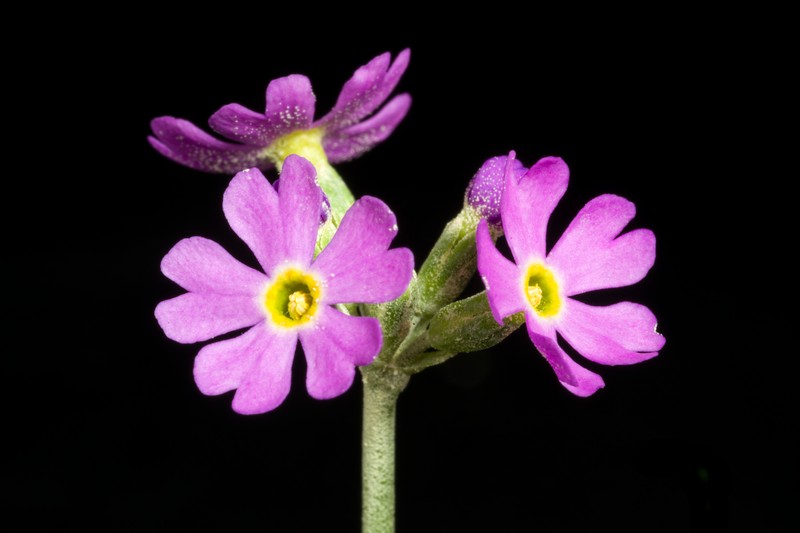Primula modesta var. fauriei photo 5